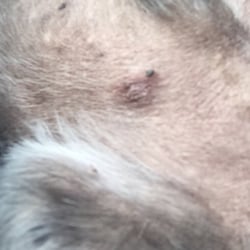 PetSmart Grooming - This is a week later of a cut on his little belly from the clippers being too close to his skin.