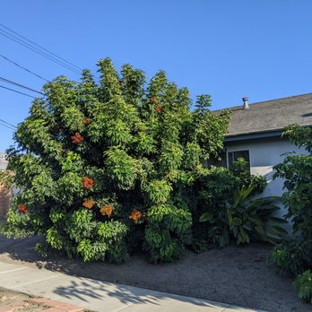 Arkadia Tree Services - Before - Tree Services Near Me