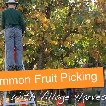 Village Harvest - Local Services Near Me