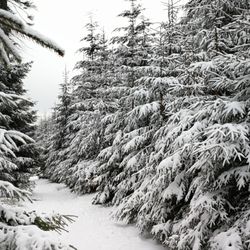 Großer Feldberg - Feldberg im Winter