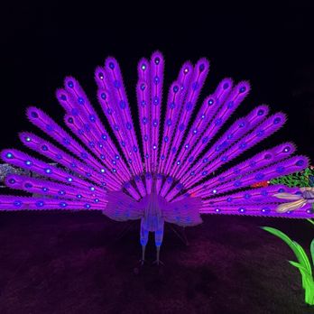 Tianyu Lights Festival - Festivals Near Me - Phoenix, Arizona Tianyu Lights Festival - Festivals Near Me - Phoenix, Arizona