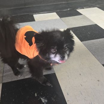 Get Hooked - Little pumpkin pup - Nutritionists Near Me - Galveston, Texas Get Hooked - Little pumpkin pup - Nutritionists Near Me - Galveston, Texas