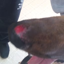 Riley's injury due to Allen's Kennel's negligence