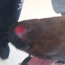 Allen's Kennel - Riley's injury due to Allen's Kennel's negligence