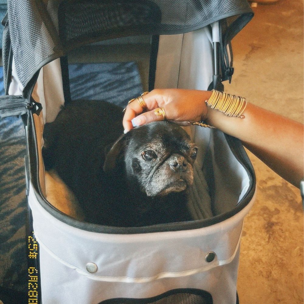 The Kava Bar - dog friendly!! - Coffee & Tea Near Me - Dallas, Texas The Kava Bar - dog friendly!! - Coffee & Tea Near Me - Dallas, Texas