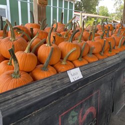 White's Farm - Sugar pumpkins