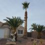 Photo of Tree Services and Lawn Maintenance