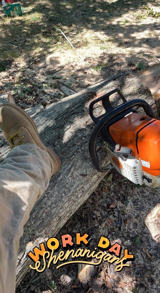 T Tree Service - tree service in Brooklyn Park, MD