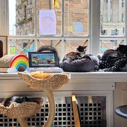 Purple Cat Cafe - More kitties!