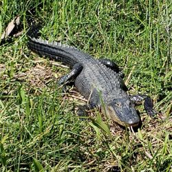 Apalachicola Airboat Excursions - Moana