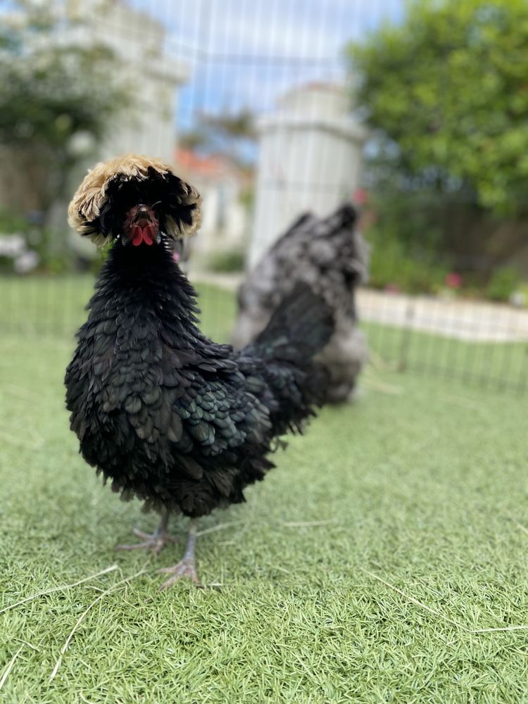 Pammy's Mobile Pony Parties & Petting Zoo - equestrian in Carlsbad , CA