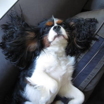 Bubbles 'N' Paws - House-Call means I get to chillax on my couch, not in a cage. - Duke - Pet Groomers Near Me Bubbles 'N' Paws - House-Call means I get to chillax on my couch, not in a cage. - Duke - Pet Groomers Near Me