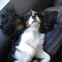 Photo of Bubbles 'N' Paws
