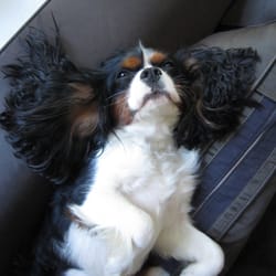 Bubbles 'N' Paws - House-Call means I get to chillax on my couch, not in a cage. - Duke