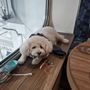 Photo of Pawcasso Cat & Dog Grooming Salon