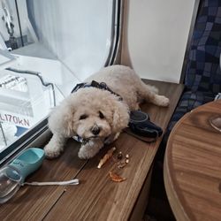 Pawcasso Cat & Dog Grooming Salon - Chewy