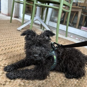 Simona Cafe - Dog friendly! - Coffee & Tea Near Me - Arlington, Virginia Simona Cafe - Dog friendly! - Coffee & Tea Near Me - Arlington, Virginia