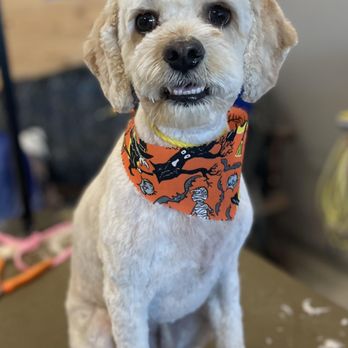 Doggie Detailing - slideshow - Pet Groomers Near Me - Oakville, Ontario Doggie Detailing - slideshow - Pet Groomers Near Me - Oakville, Ontario