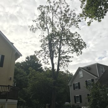 Edgar and Sons - Tree before - Landscaping Near Me - Peabody , Massachusetts