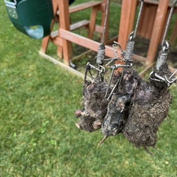 Hectors Gopher Control - Wildlife Control Near Me Hectors Gopher Control - Wildlife Control Near Me