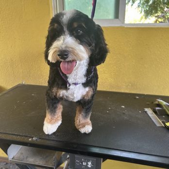 The Darling Pooch - Pet Groomers Near Me The Darling Pooch - Pet Groomers Near Me