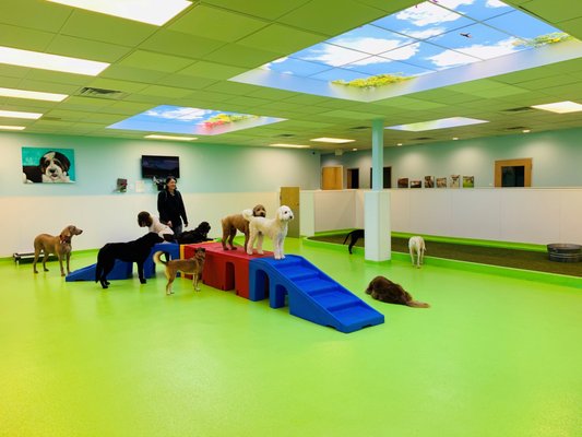 jackson's place dog daycare