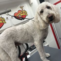 Aussie Pet Mobile of Overland Park - Rudy's glistening white after shot!