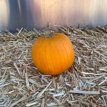 Pumpkin Palooza - Pumpkin Patches Near Me - Carlsbad, California Pumpkin Palooza - Pumpkin Patches Near Me - Carlsbad, California