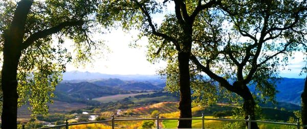 Adelaida Vineyards and Winery by null