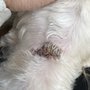 Photo of Wagging Tail Pet Spa