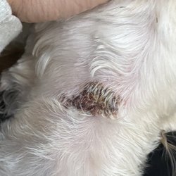 Wagging Tail Pet Spa - Neck wound after grooming.