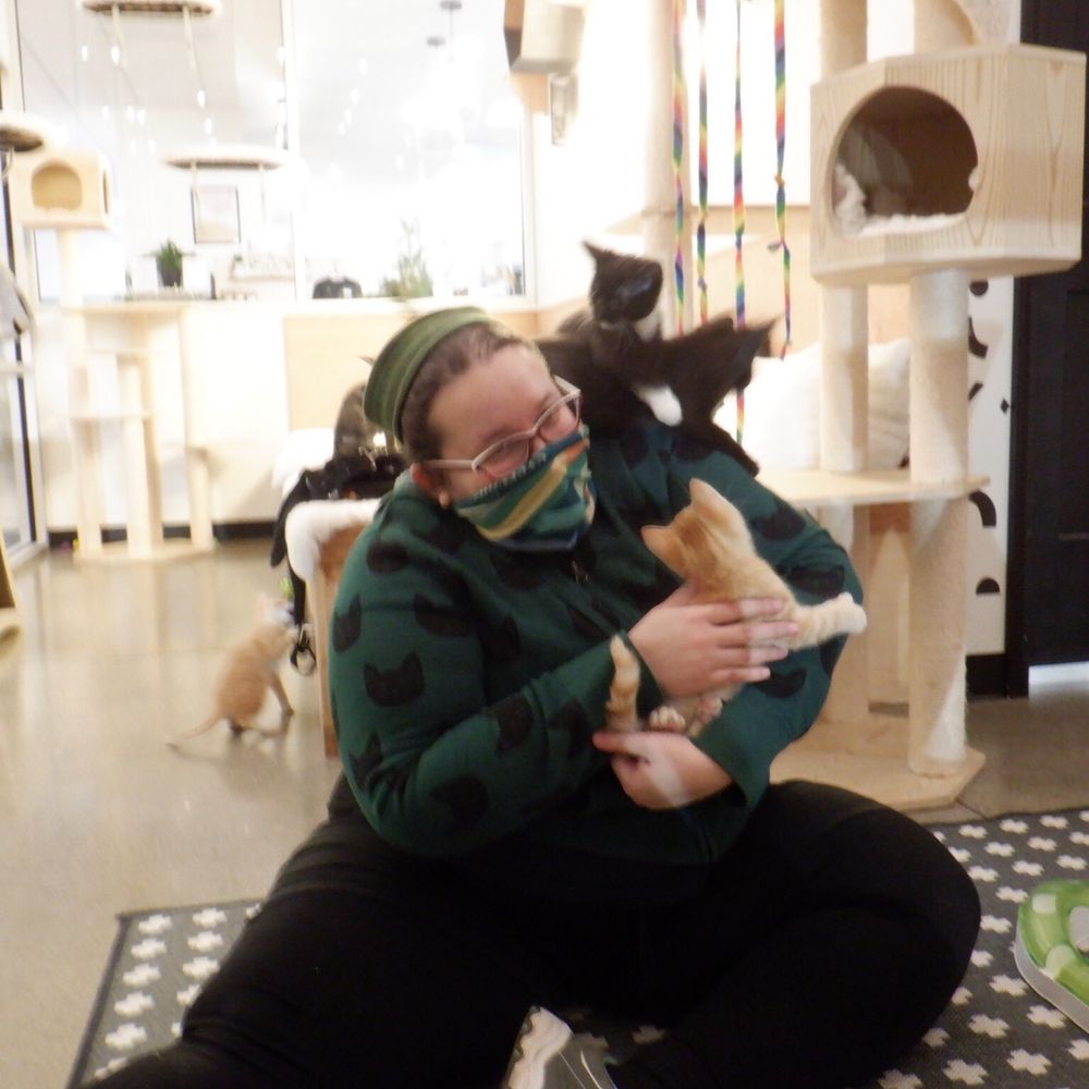 Kitty Cantina - Covered in kittens! - Themed Cafes Near Me - Spokane, Washington Kitty Cantina - Covered in kittens! - Themed Cafes Near Me - Spokane, Washington
