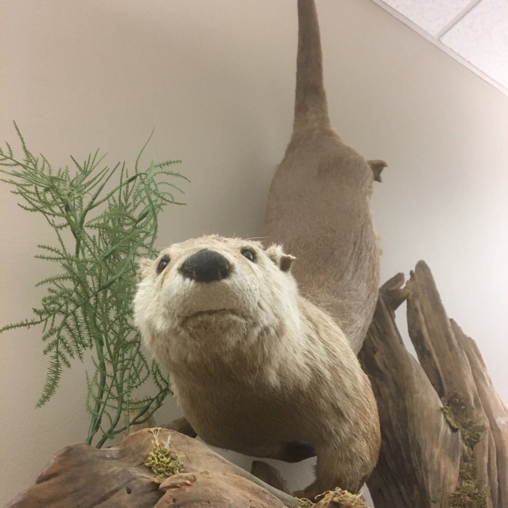 Spring Creek Greenway Nature Center - Otter- fauna education - Parks Near Me - Spring, Texas Spring Creek Greenway Nature Center - Otter- fauna education - Parks Near Me - Spring, Texas
