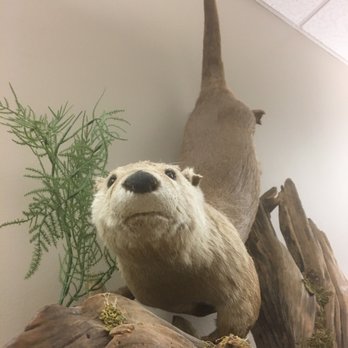 Spring Creek Greenway Nature Center - Otter- fauna education - Parks Near Me - Spring, Texas