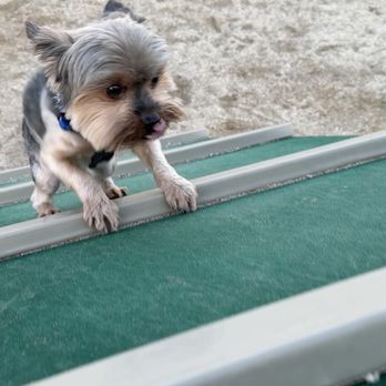 Central Park - Went to the dog park, Loki was not in the mood for exercises - Parks Near Me - Rancho Cucamonga, California Central Park - Went to the dog park, Loki was not in the mood for exercises - Parks Near Me - Rancho Cucamonga, California