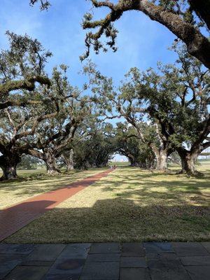 Oak Alley Plantation by null