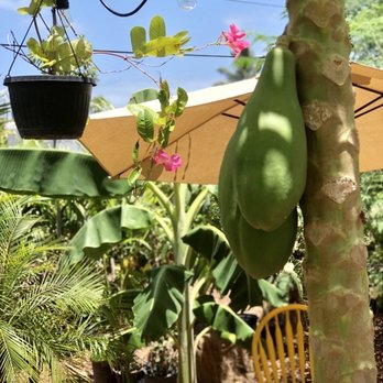 Irie Island Eats - tropical paradise - Coffee & Tea Near Me - Marathon, Florida