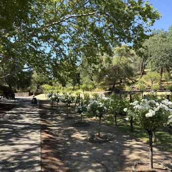 Beringer Vineyards - More pics of the grounds - Wineries Near Me - St. Helena, California Beringer Vineyards - More pics of the grounds - Wineries Near Me - St. Helena, California
