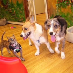 Wee Tails Play Care and Training Center