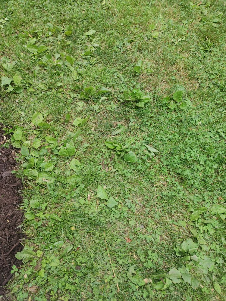 SIMPLY THE BEST LAWN CARE 10 Photos & 11 Reviews 101 Alexander Ave