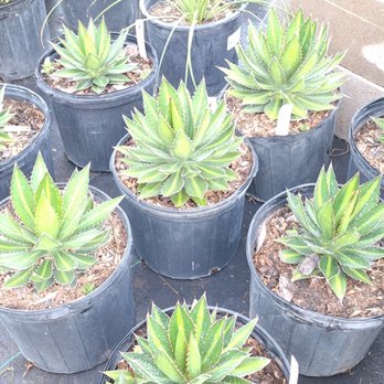 Gringo Gardens - Nurseries & Gardening Near Me - Lampasas, Texas Gringo Gardens - Nurseries & Gardening Near Me - Lampasas, Texas