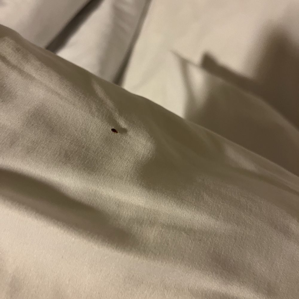 The Veranda Inn - Bedbug - Hotels Near Me - Nocona, Texas