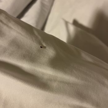 The Veranda Inn - Bedbug - Hotels Near Me - Nocona, Texas The Veranda Inn - Bedbug - Hotels Near Me - Nocona, Texas