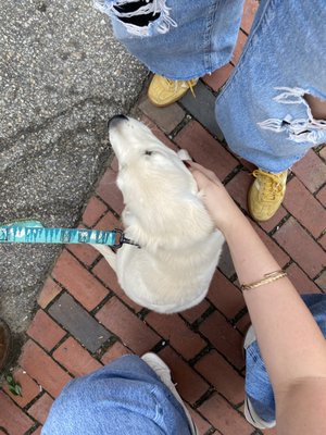 Haute Coffee by null