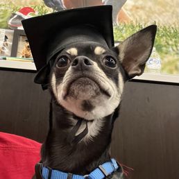 This is Pedro graduating from his puppy classes!  I called him a solid B minus student.