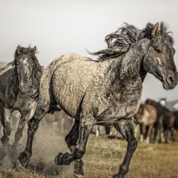 Willow Plunge Arts - Kisa Kavass Designs - Wild mustangs
