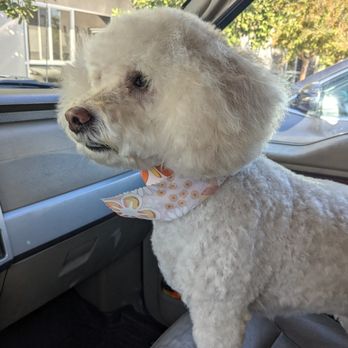Palm Bluff Paws - Pet Groomers Near Me - Fresno, California