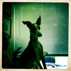 Chenoweth Animal Hospital