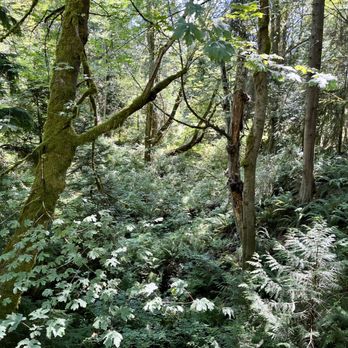 Bloedel Reserve - Parks Near Me - Bainbridge Island, Washington Bloedel Reserve - Parks Near Me - Bainbridge Island, Washington