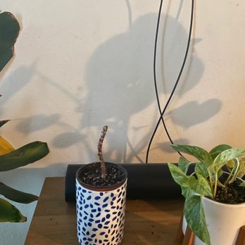 Canyon Crest Views Apartments - Another plant destroyed from rats all leaves chewed off - Apartments Near Me - Riverside, California